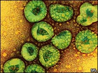 coronavirus.jpg